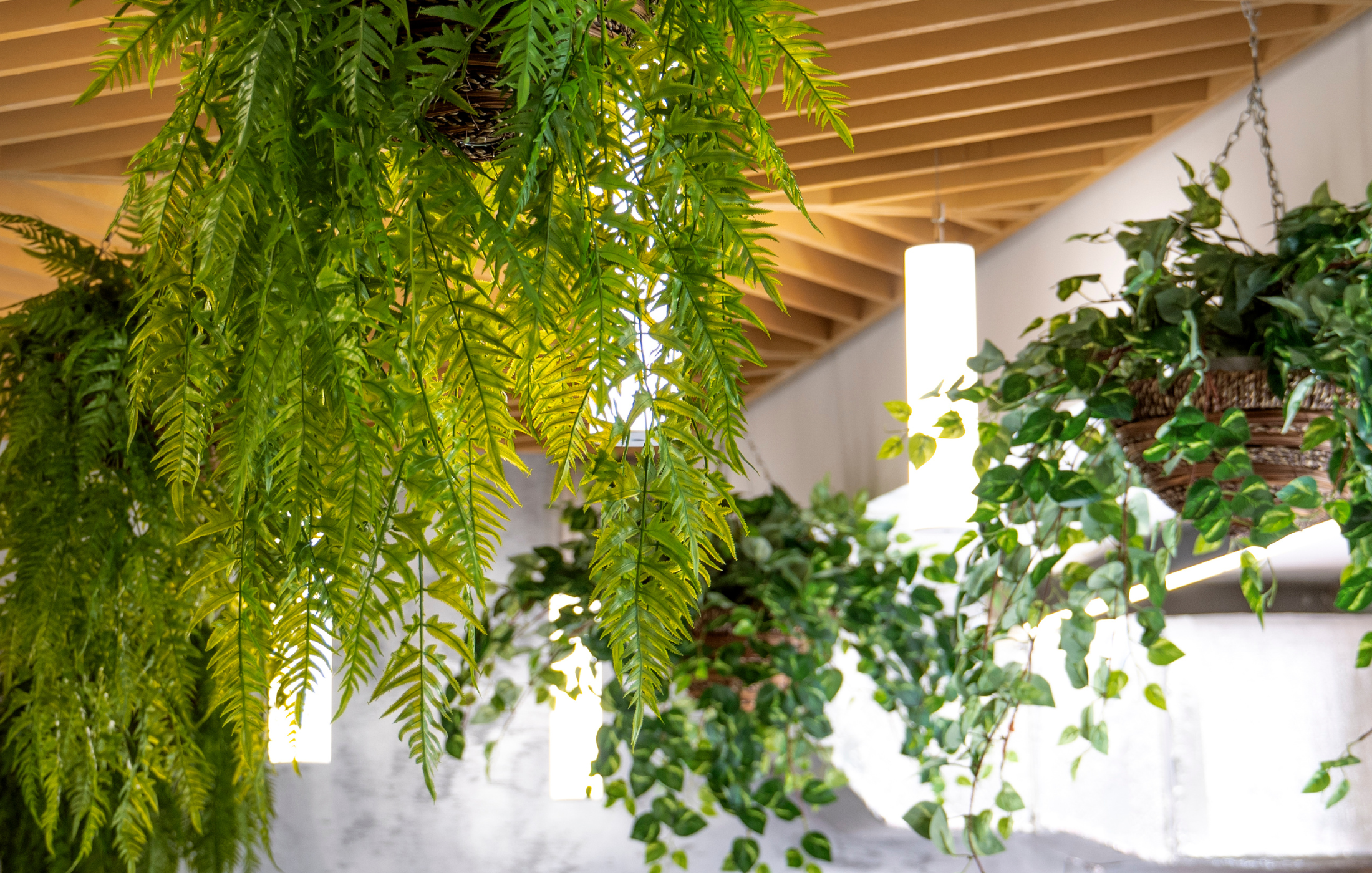 Plantes intérieures avec plafond en lattes de bois
